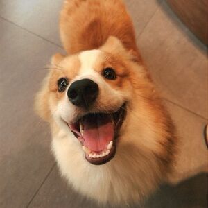 Meet your Posher, Shirley